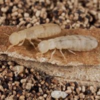Termite-Control-Company-in-Virginiafbe326d8ad994de8.jpg