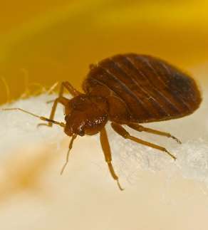Bed-Bug-Treatment-Services-in-Virginia4e6b696a60b044aa.jpg