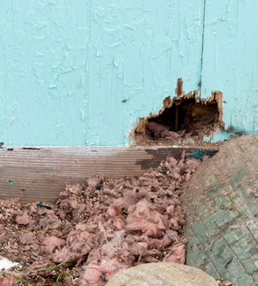 Hole-in-the-House-Rodent-Problem2c7d580b05fffa3e.jpg